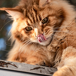 Raza de gatos peludos