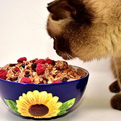 Cómo ayudar a su gato a mantenerse saludable